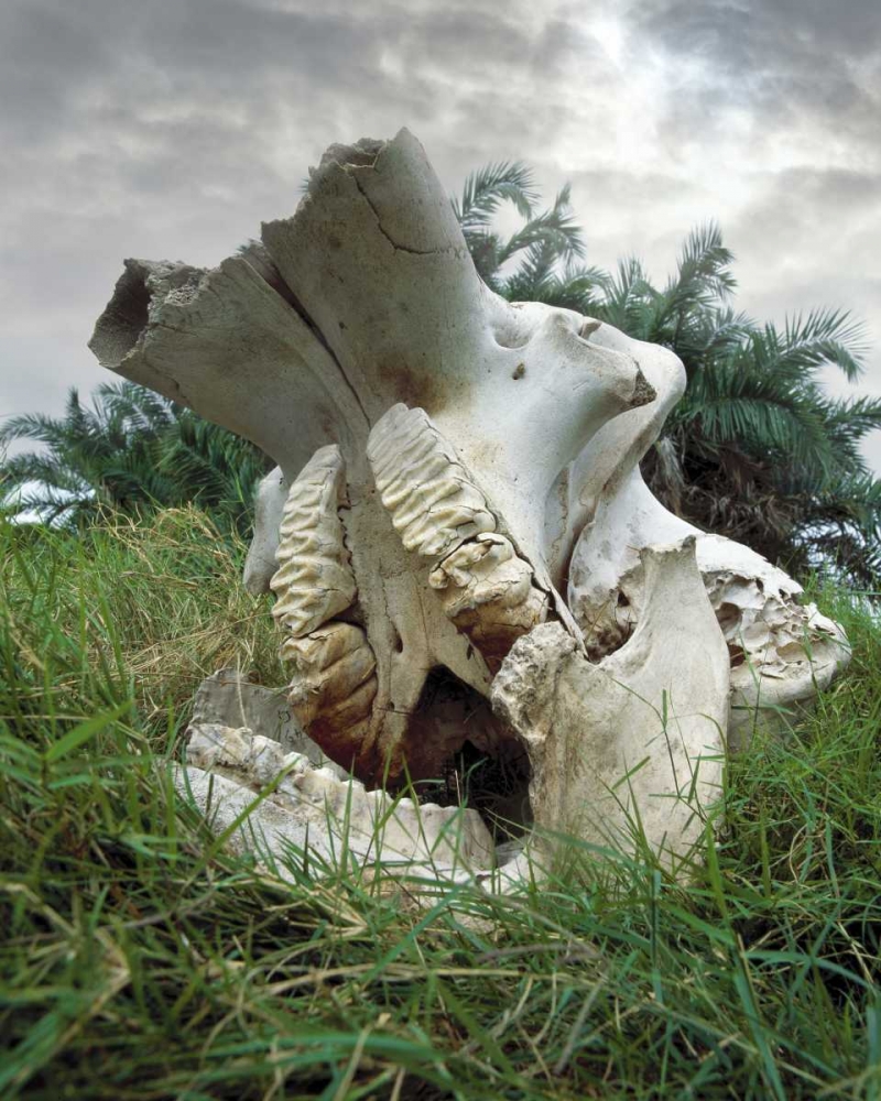 Kenya, Masai Mara Game Reserve Elephant skull